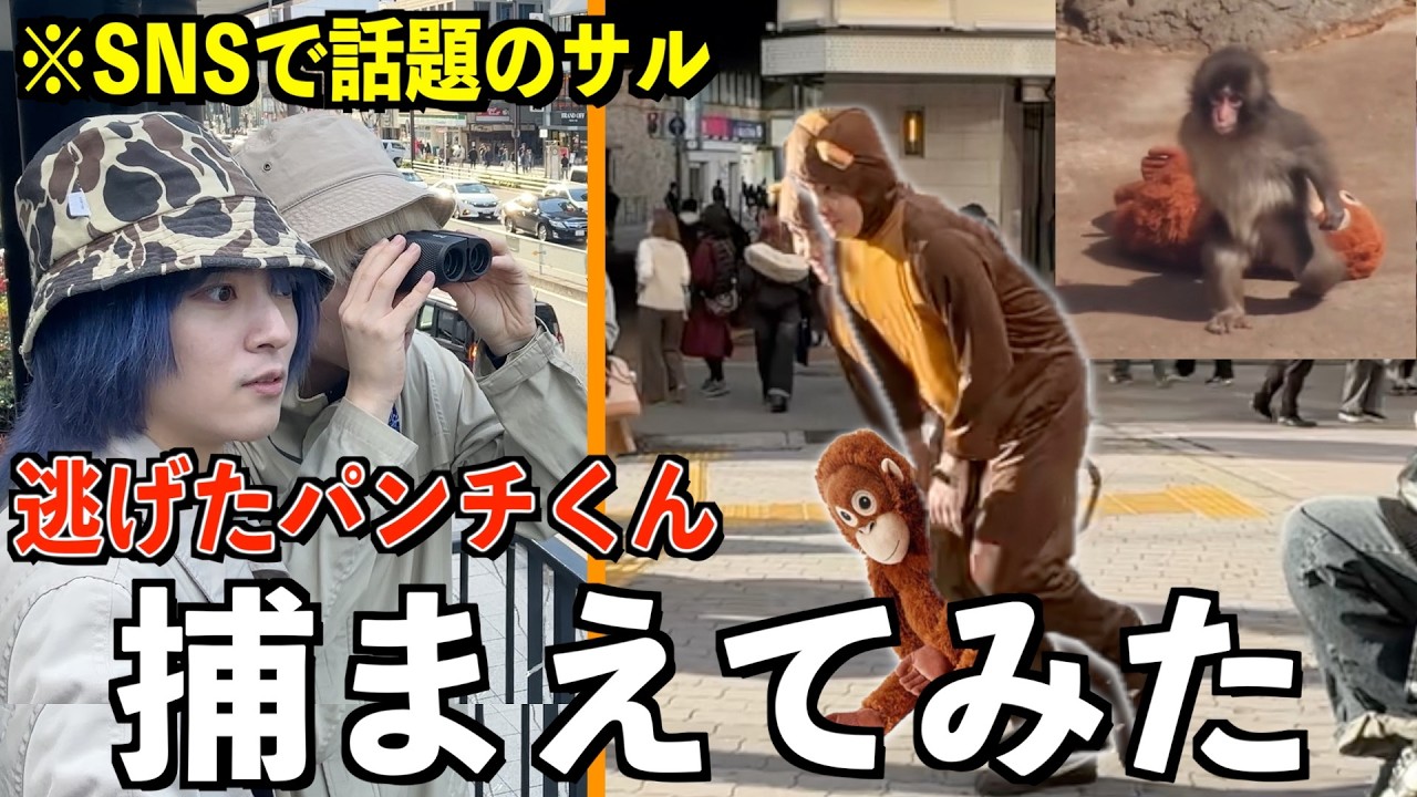 【捕獲】脱走したパンチくんを街中で追い回したら大騒ぎになった