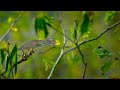 A Chameleons Race Against Time Earth S Tropical Islands BBC Earth