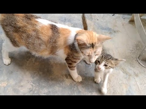 Tabby Kitten Trying To Drink Milk From Adopted Mom Cat will Mom Cat Feed Her?