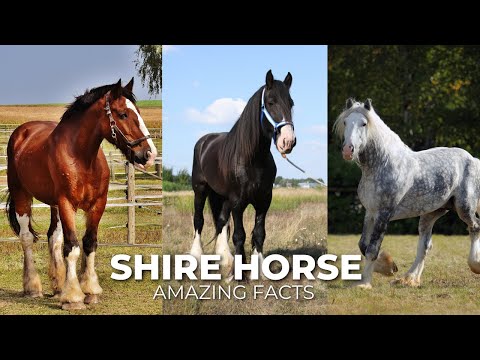 Amazing Facts About Shire horse | Horse Breeding @WildHorseSecrets