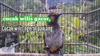 Download lagu cucak wilis gacor, pancingan cucak wilis, Cucak wilis ngerol panjang mp3