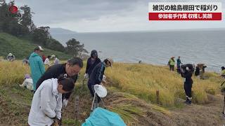 【速報】被災の輪島棚田で稲刈り 参加者手作業、収穫し笑顔