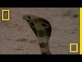 Cobra vs. Mongoose | National Geographic