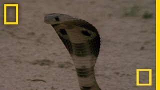 Cobra vs. Mongoose