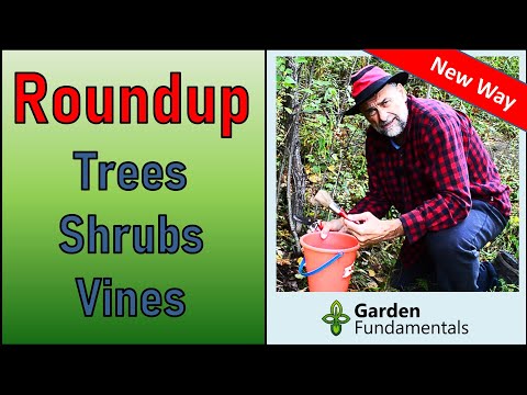 Precision Vine, Shrub & Tree Killer - using Roundup and the new cut & paint method