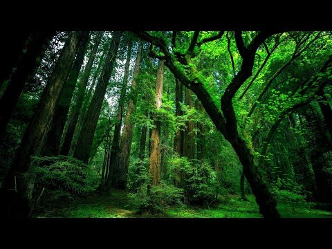 Rahatlatıcı orman ve kuş sesleri | relaxing forest sounds |#relaxingsounds #1080pnature #kuşsesi #HD