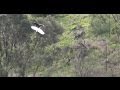 Eagle Kills Drone
