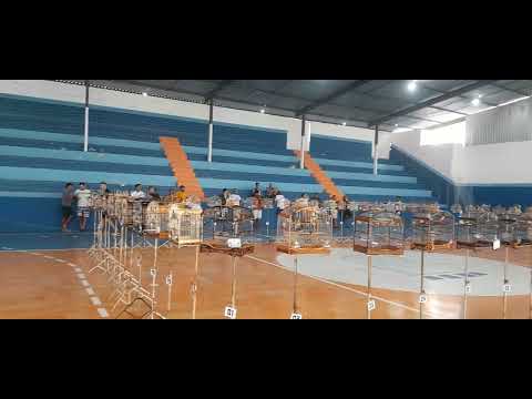 Torneio de coleiro ibicui Bahia e Região!