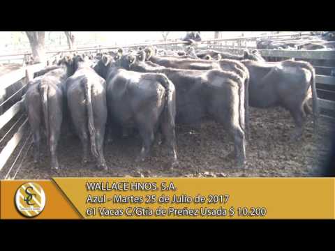 Venta de vientres - Wallace Hnos. S.A. - Azul