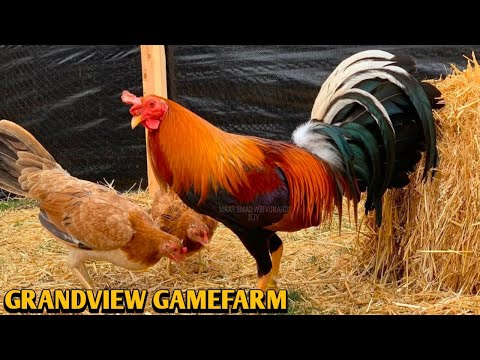 Yellow leg hatch Sweater Asil - GRANDVIEW FARM