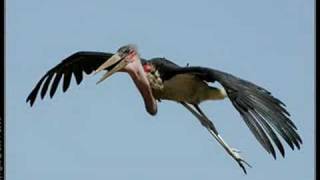 Tribute to Leptoptilos A.K.A. The Marabou Stork.