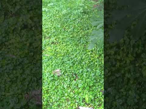 Gualeguay...#viajes #gualeguay #entrerios