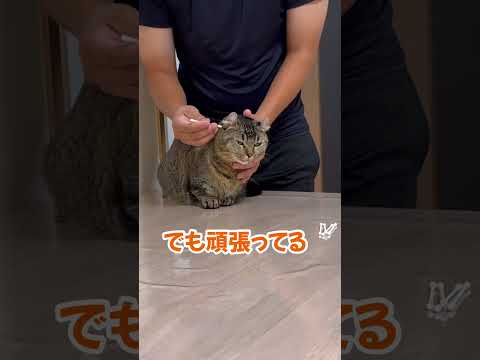 耳掃除と猫 #猫 #cat #ねこチャックの日常 #保護猫 #猫のいる暮らし #猫動画 #猫好きさんと繋がりたい #多頭飼い