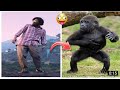 pushpa V/S gorilla dance video😀