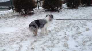 preview picture of video 'Aussie puppy playing in the snow'