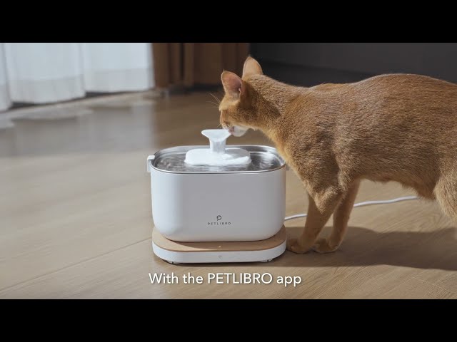 Video teaser per A View Into Your Cat's Hydration: Petlibro Dockstream Smart Fountain