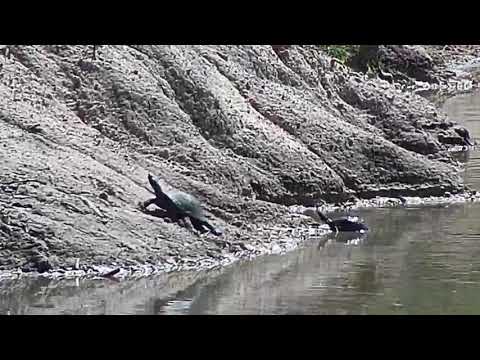 Djuma: Terrapins and Egyptian Geese - 09:19 - 01/04/21