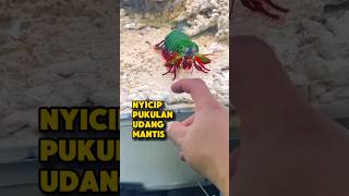 Download lagu NYICIP PUKULAN UDANG MANTIS 🗿 #udang #udanghias #udangmantis #hewanunik #hewanlaut mp3