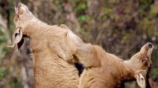 Best of Australian Animals | Top 5 | BBC Earth