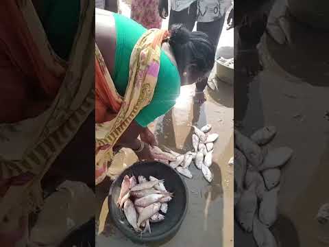 GSPV Collections is live 6