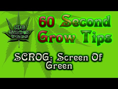 60 Second Grow Tips: Screen Of green (SCROG)