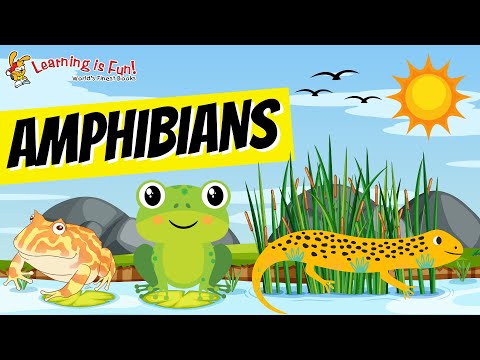AMPHIBIANS | ANIMALS | SCIENCE FACTS FOR KIDS