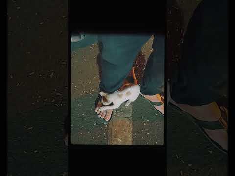 Baby & the Beast #cat #cute #baby #india #trending #viralvideo #animals #mumbai #viralshorts