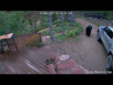 Bear the Cat scares bear the wildlife off the deck...