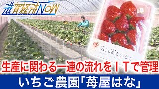 生産に関わる一連の流れをＩＴで管理！家族で経営する人気いちご農園｢苺屋はな｣【滋賀経済NOW】2021年3月27日放送