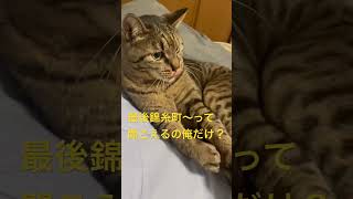 #猫のいる暮らし #cat #ねこ #猫好きさんと繋がりたい #ねこねこ #ねこ動画