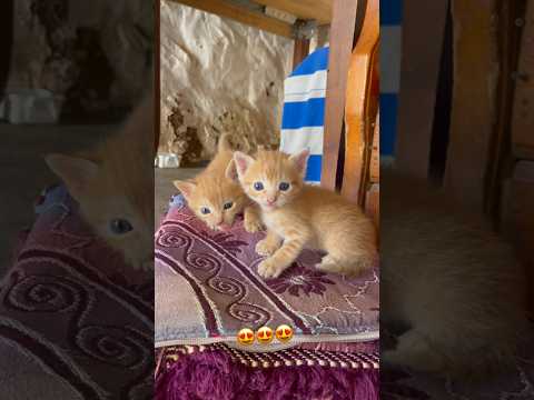 وليداتي بغاو ياكلو 😍😍    #viralvideo #اكسبلور #funny #viral #comedy #trending #shortvideo #love