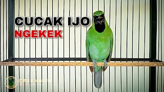 Download lagu CUCAK IJO ISIAN TENGKEK BUTO || SATU JALUR COCOK BUAT MASTERAN mp3 Download lagu CUCAK IJO ISIAN TENGKEK BUTO || SATU JALUR COCOK BUAT MASTERAN mp3