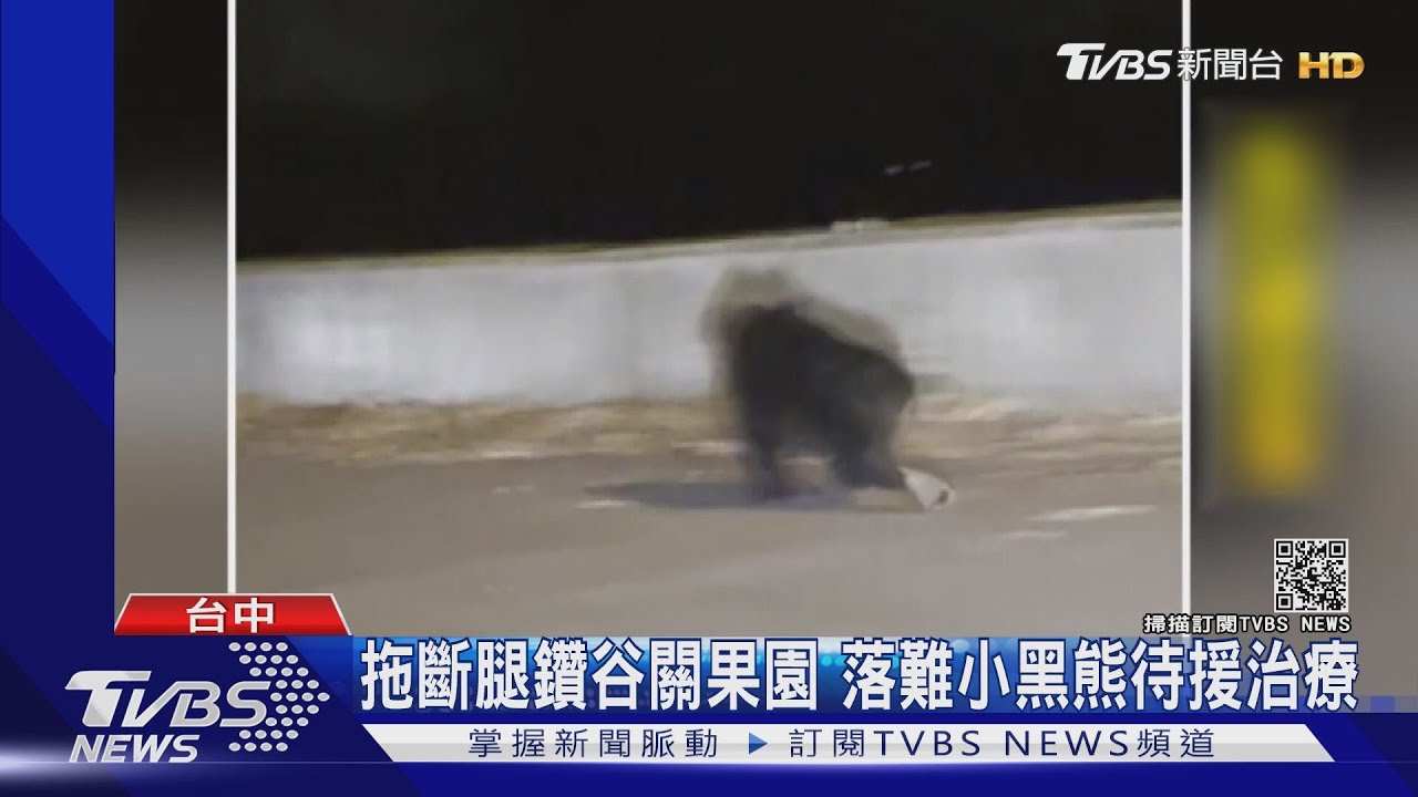 拖斷腿鑽谷關果園 落難小黑熊待援治療