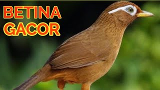 Download lagu Female Hwamei Bird Song mp3