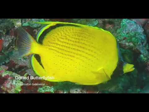 1 Butterflyfish A - scuba diving video