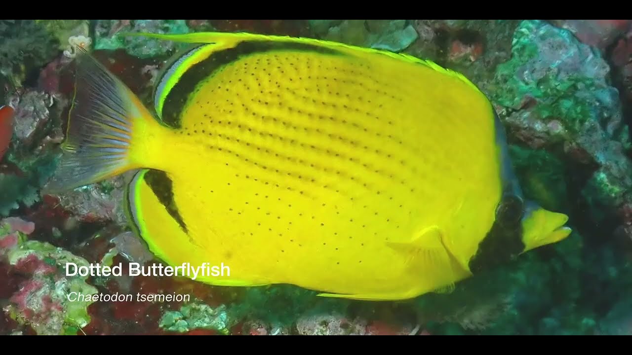 1 Butterflyfish A
