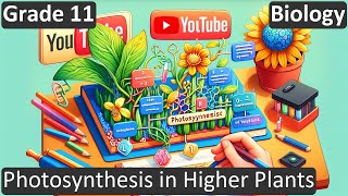 Grade 11 | Biology | Photosynthesis in Higher Plants | Free Tutorial | CBSE | ICSE | State Board