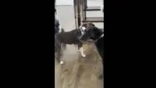 Video preview image #1 Bulloxer Puppy For Sale in Decatur, GA, USA