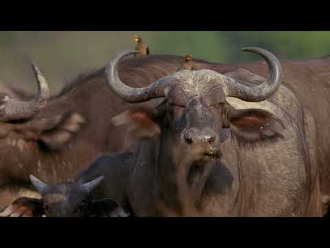 Africas Hunters - Buffalo Showdown