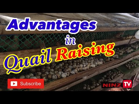 , title : 'Advantages in Quail Farming! | Quail Raising Guide and Tips | ninz TV'