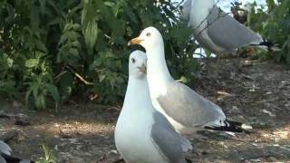 preview picture of video 'Sea Gulls, MI, USA'