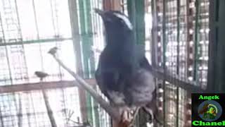 Download lagu Merdunya Suara Burung Anis siberia mp3