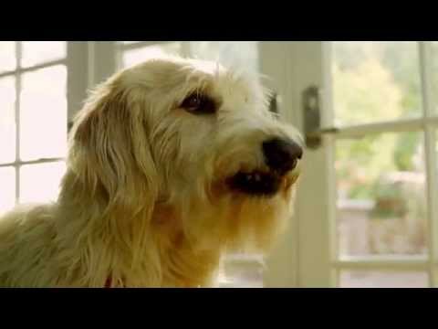 Canine SP Perfect Weight