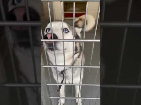Nicky, an adopted Siberian Husky in Yonkers, NY_image-1