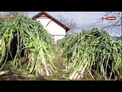 DZS - Džinovski praziluk  iz Gornje Gorevnice