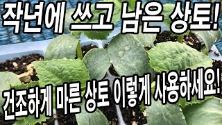 작년에 쓰고 남은 건조하게 마른 상토! 이렇게 사용해야 된다! Cucumber Planting
