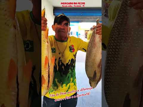 Tião do Peixe, no mercado público de Petrolândia PE. #nordeste #petrolandia #nordeste #peixes