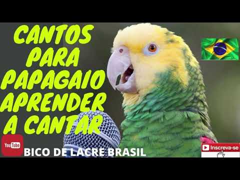 Cantos para Papagaio Aprender a Cantar - só as Melhores para Treinar Papagaio - Canto - Professor