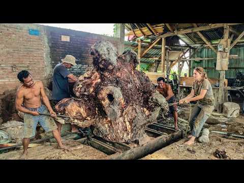 Risky But Impressive   Giant Tree Stump Processed in Traditional Sawmill