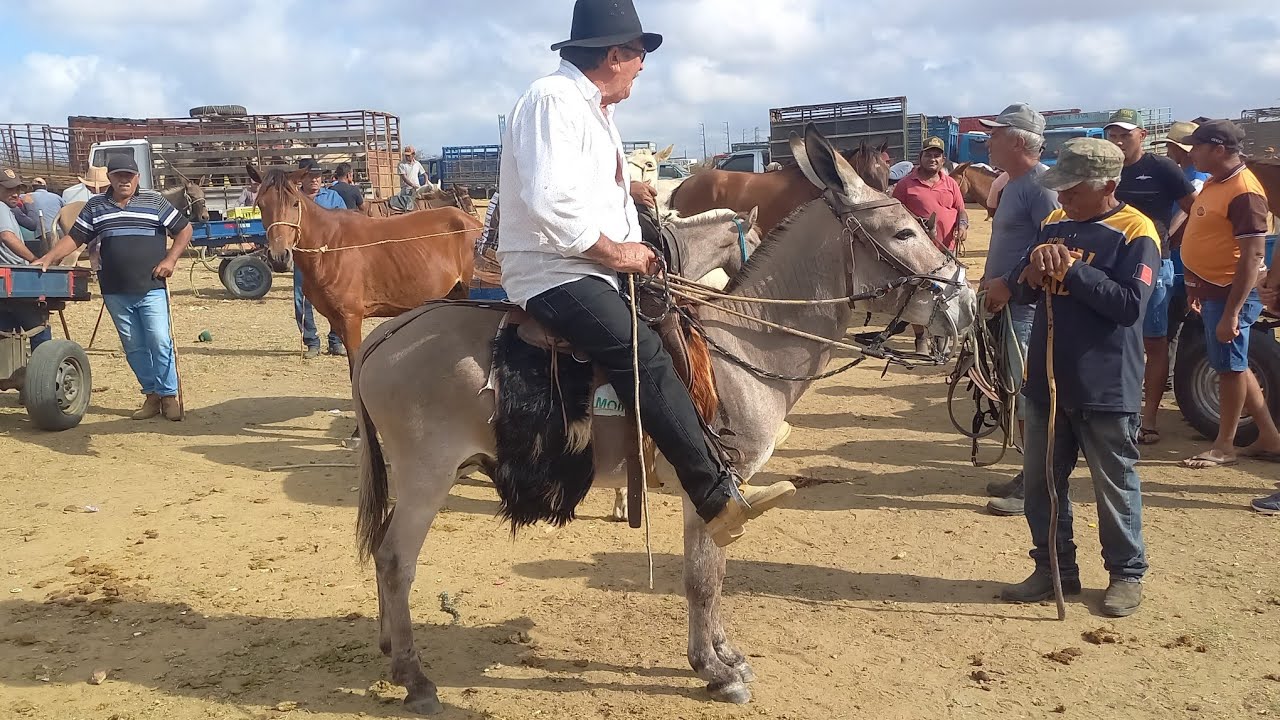 FEIRA DE CAVALOS E BURROS EM CAMPINA GRANDE-PB 23/10/2024 #EQUINOS